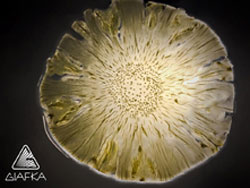 Fermentation Elements, Θεωρία και Πράξη.