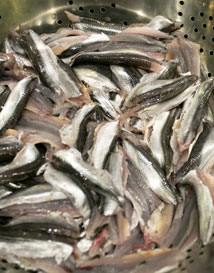 SEACUTERIE: ΤΑ ΑΛΛΑΝΤΙΚΑ ΤΗΣ ΘΑΛΑΣΣΑΣ